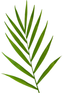 Background Image of a Palm Leaf