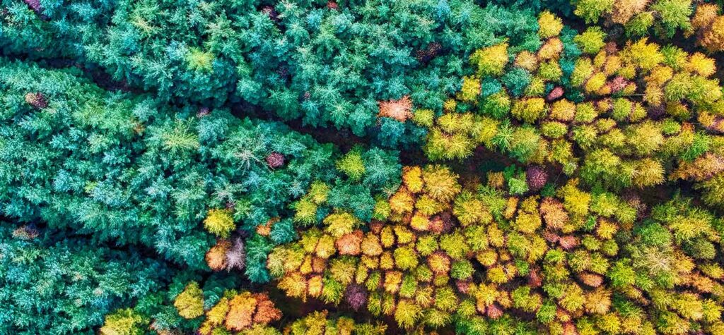 Aerial trees